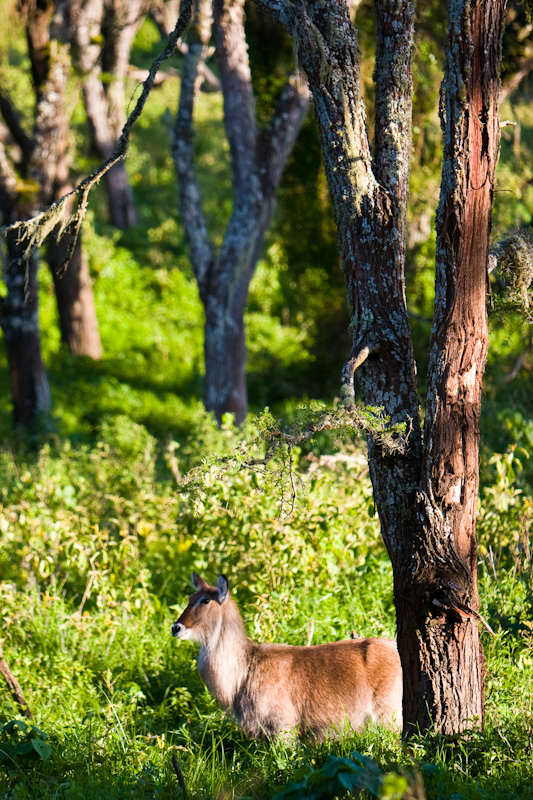 Defassa Waterbuck